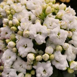 Kalanchoe  fleurs blanches